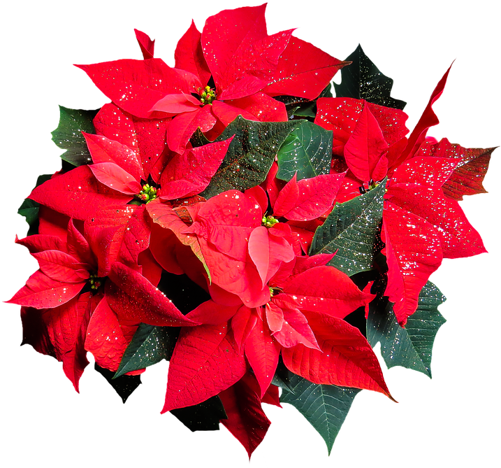 Flower, Poinsettia, Plant, Blossom, Bloom, Png - Poinsettia Png Clipart (816x720), Png Download