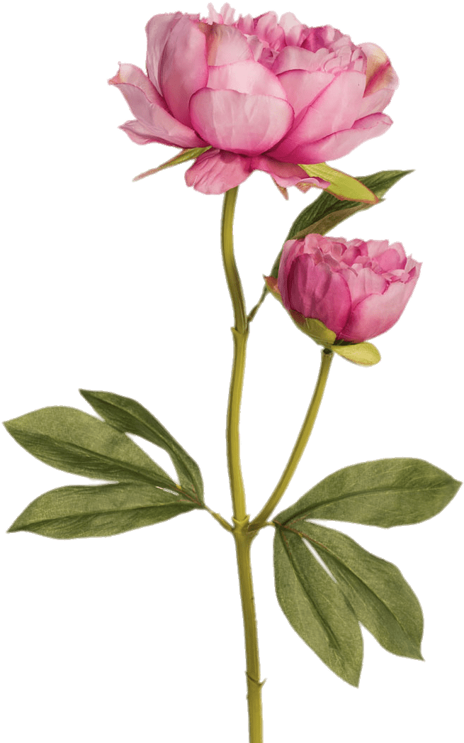Download Two Pink Peonies Transparent Png - Peonias Png Clipart (900x1124), Png Download