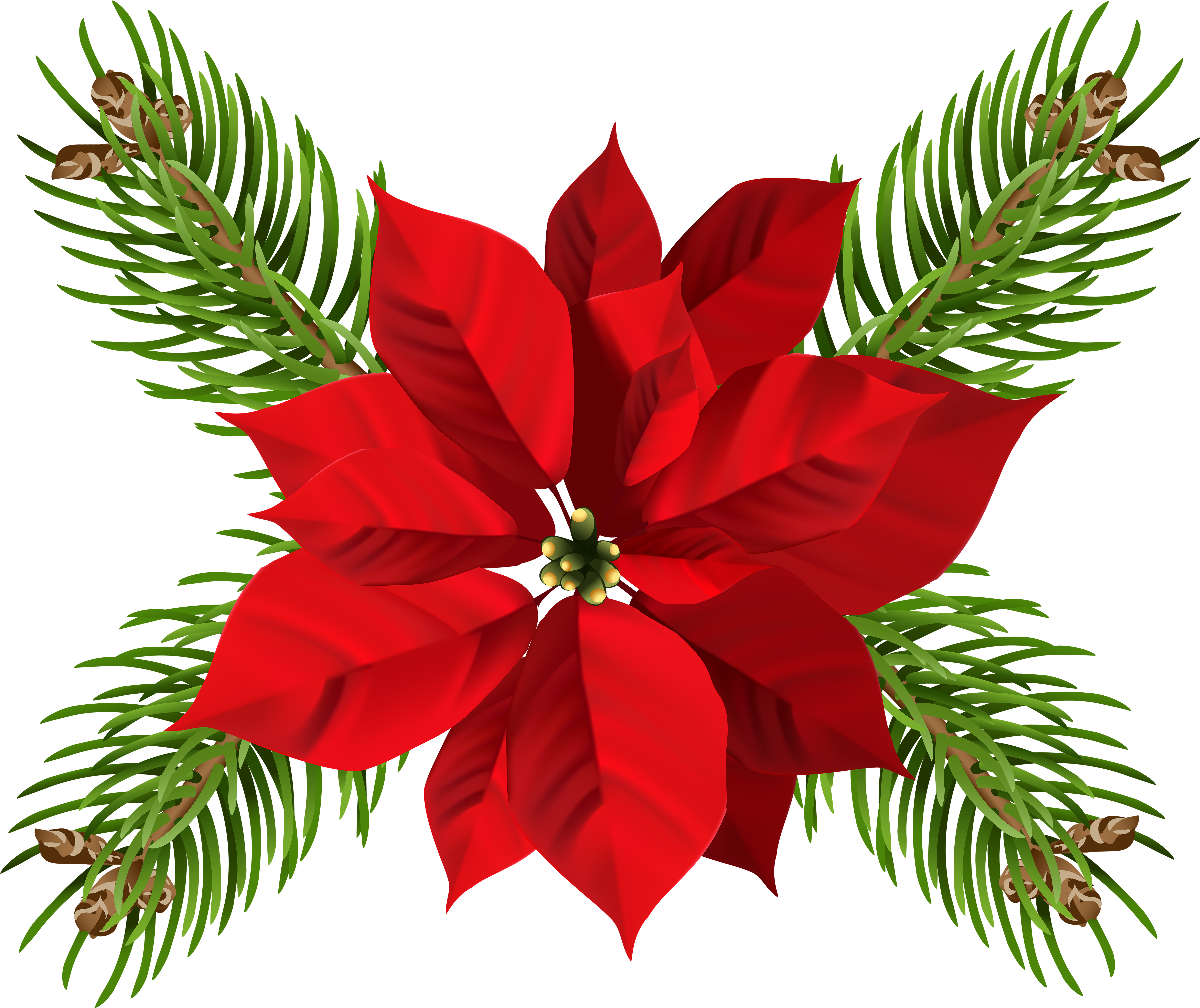 Free Png Christmas Poinsettia Png - Transparent Background Poinsettia Png C...