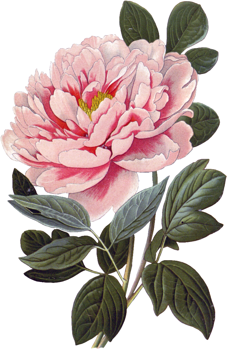 Pink Peony Flower Physical Element Design Clipart (749x1151), Png Download