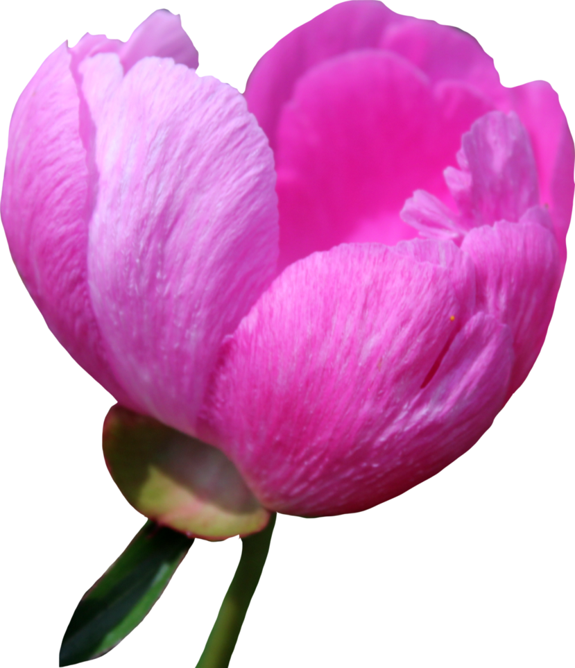 Peony Png Free Download - Portable Network Graphics Clipart (829x963), Png Download