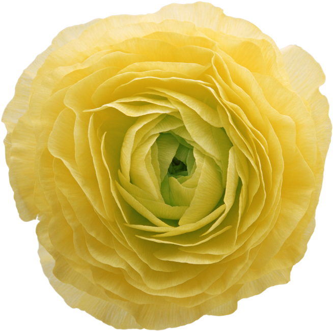 Peony Flower - Flower Clipart (866x650), Png Download