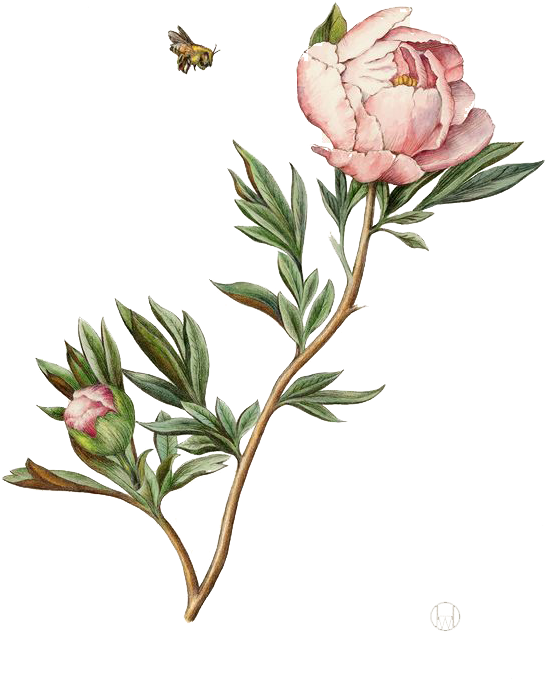 Illustration Watercolor Painting Peony Clipart (545x679), Png Download