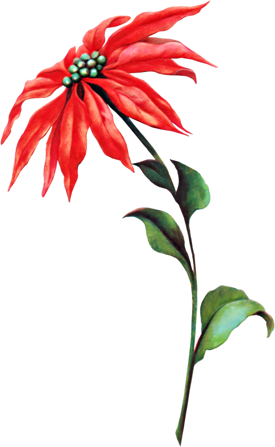 Poinsettia Vintage Clipart (1121x1823), Png Download