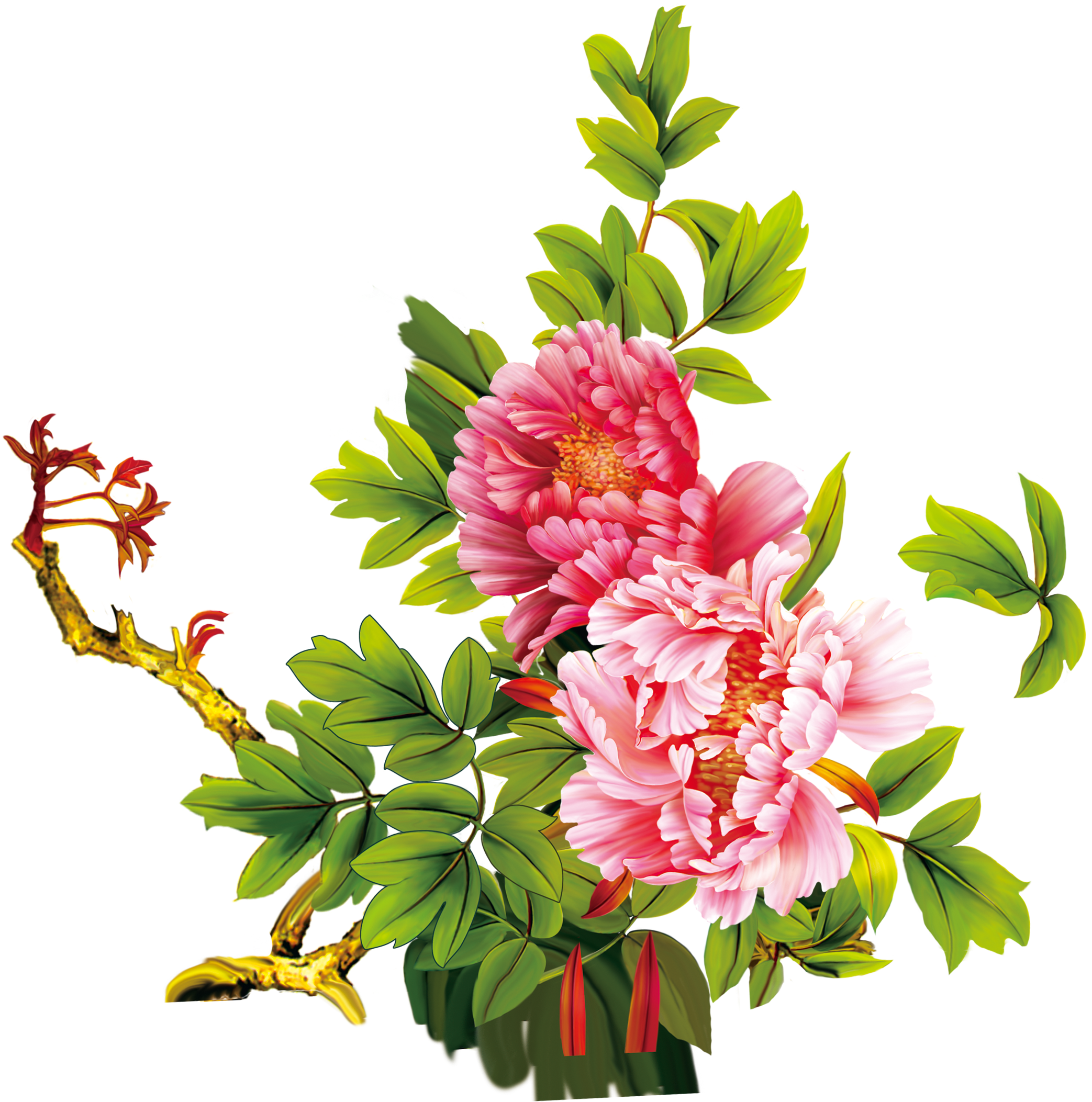 Floral Design Moutan Peony Download Flower - 牡丹 图 Clipart (3702x2601), Png Download