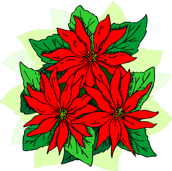 Poinsettia Clipart (591x588), Png Download