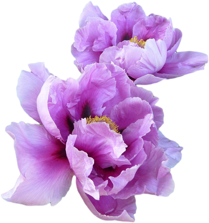 Purple Peony Flowers - Purple Aesthetic Png Transparent Clipart (800x846), Png Download