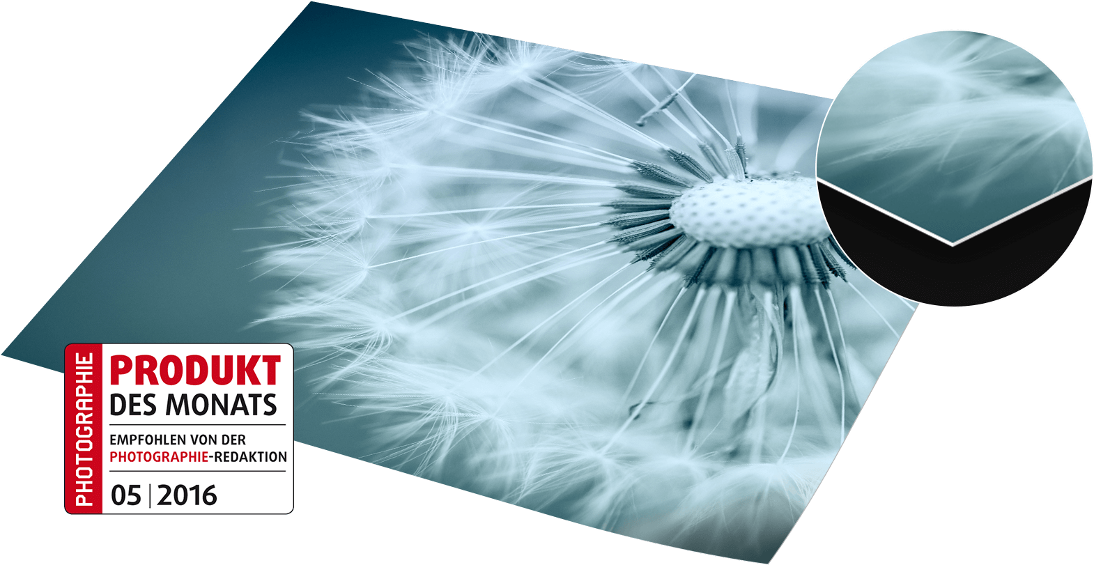 The Fujicolor Velvet Photo Paper Owes Its Particularly - Dandelion Clipart (1920x960), Png Download
