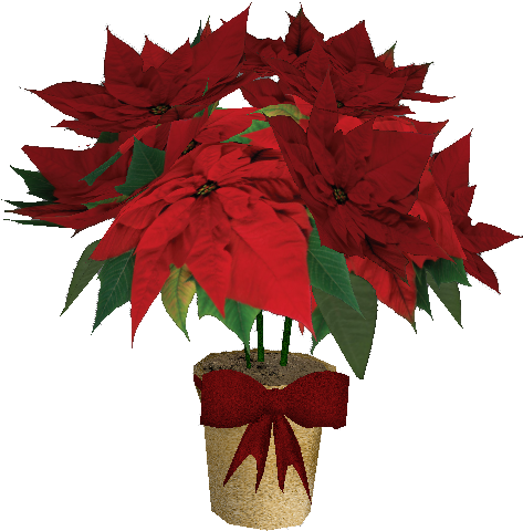 Welcome To Christmas Town - Poinsettia Clipart (667x629), Png Download