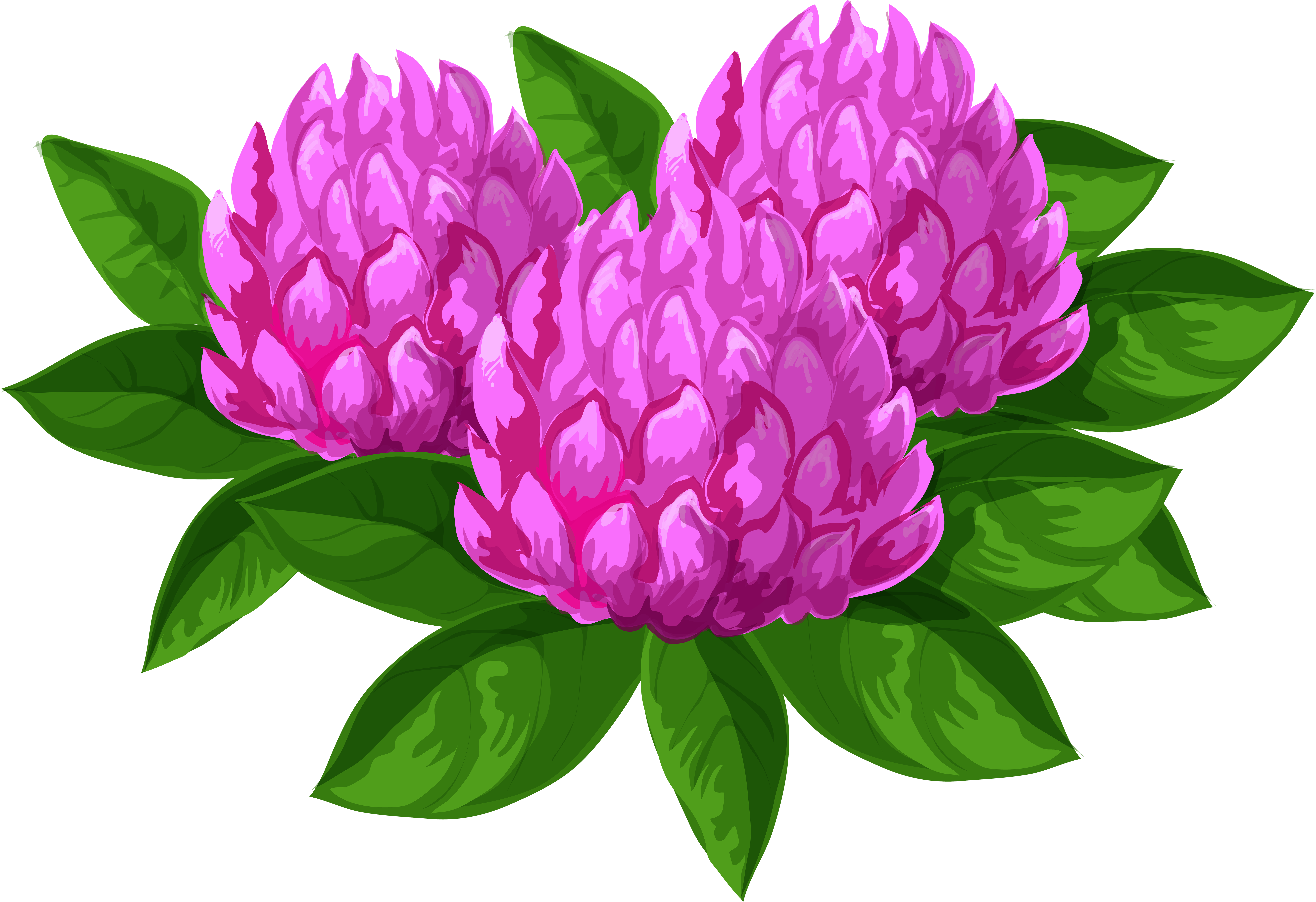Peony Clipart Floral - Common Peony - Png Download (8000x5484), Png Download