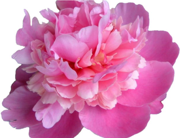 Peonies Flower Transparent Background Clipart (640x480), Png Download
