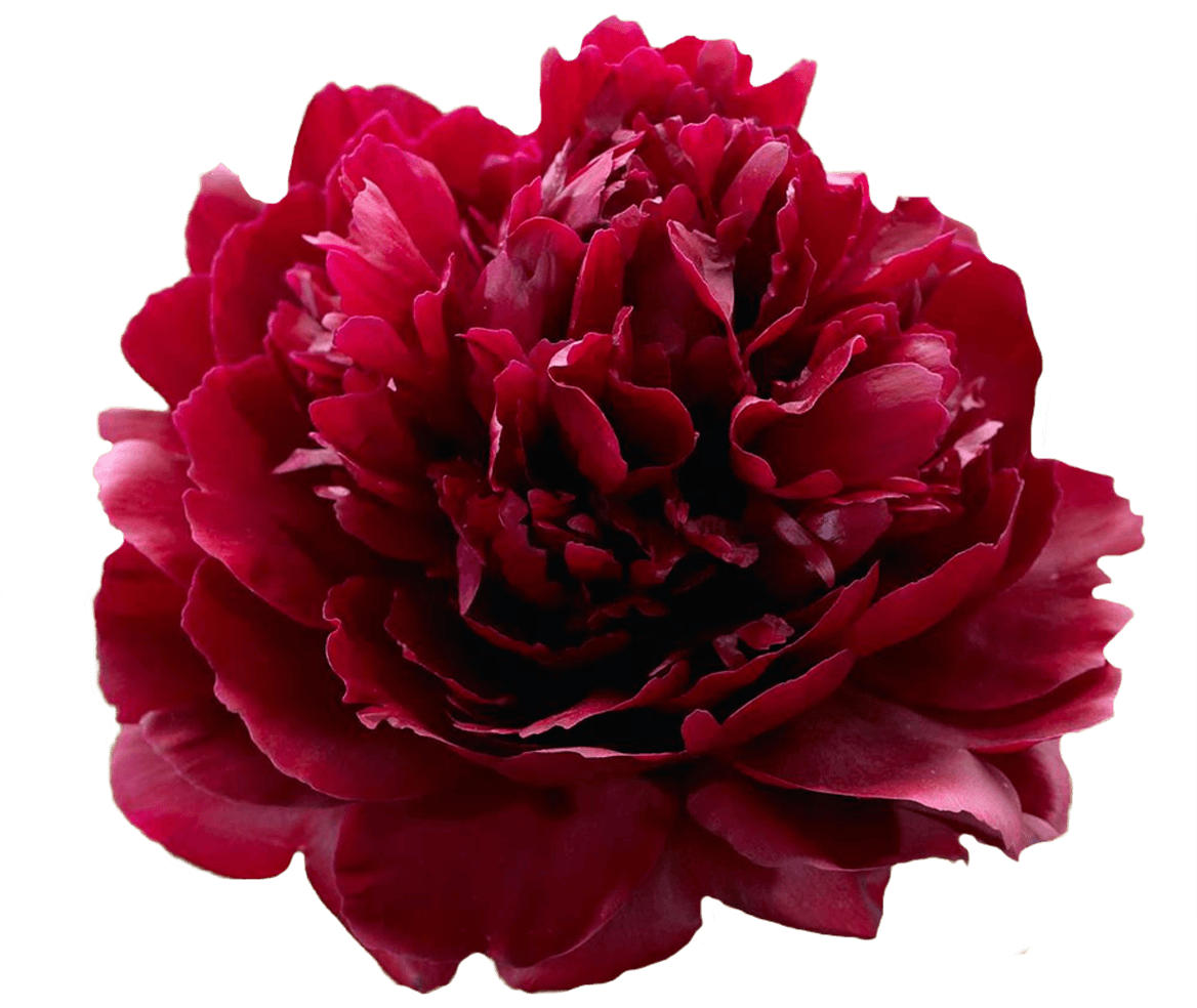 Paeonia Red Sarah Bernhardt Peonies My Peony - Red Peony Sarah Clipart (1500x1000), Png Download