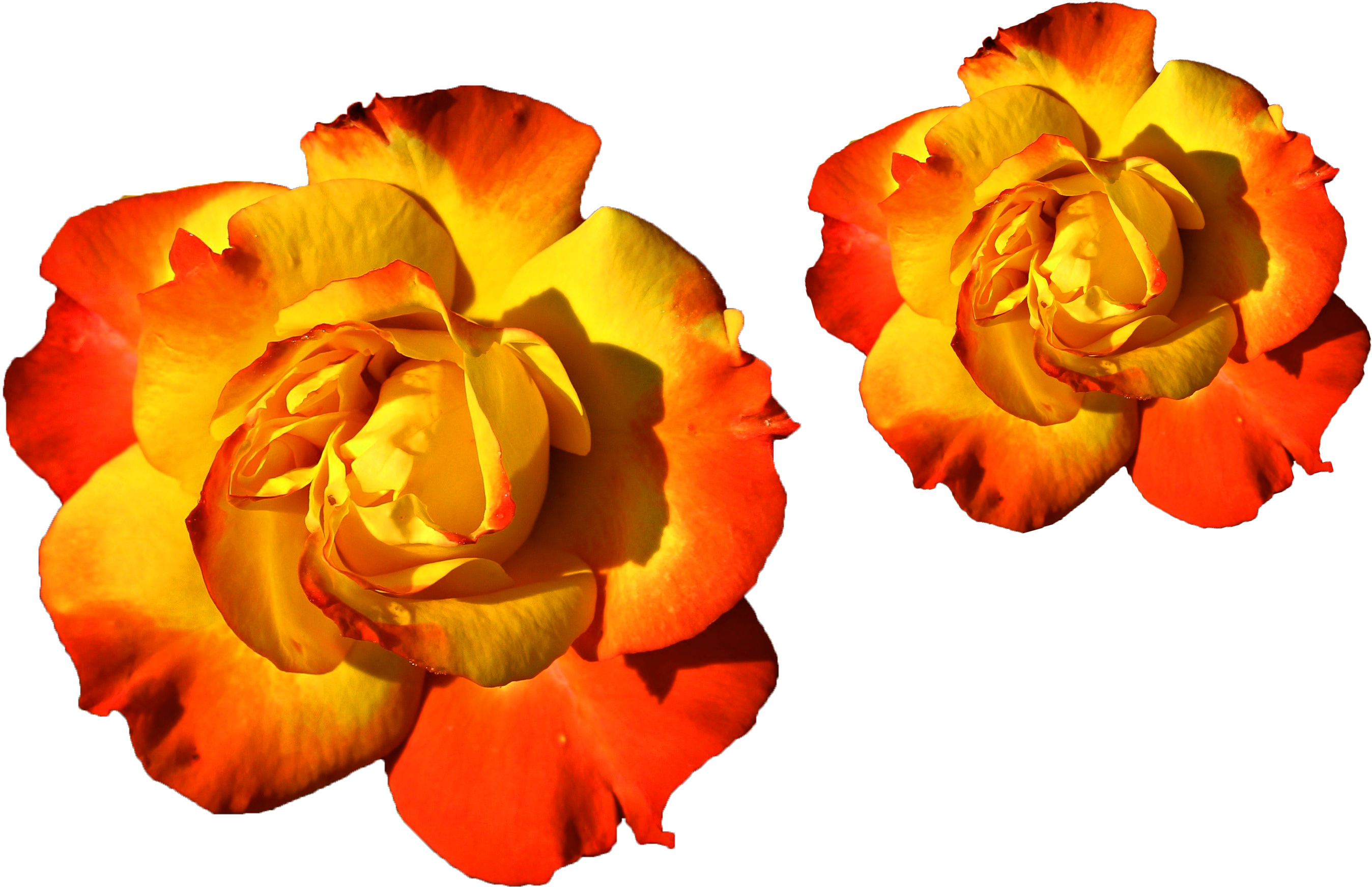 Goldern Roses Png Png Files Yellow Red Mixed Colors - Lijepe Ruze Clipart (3000x2000), Png Download