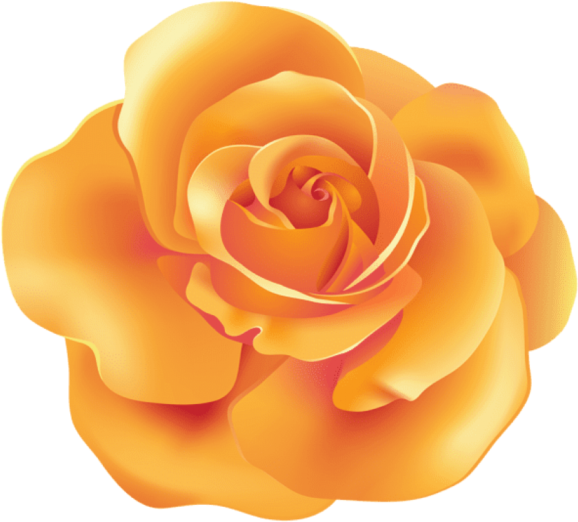 Free Png Download Orange Rose Png Images Background - Orange Transparent Roses Clipart (850x774), Png Download