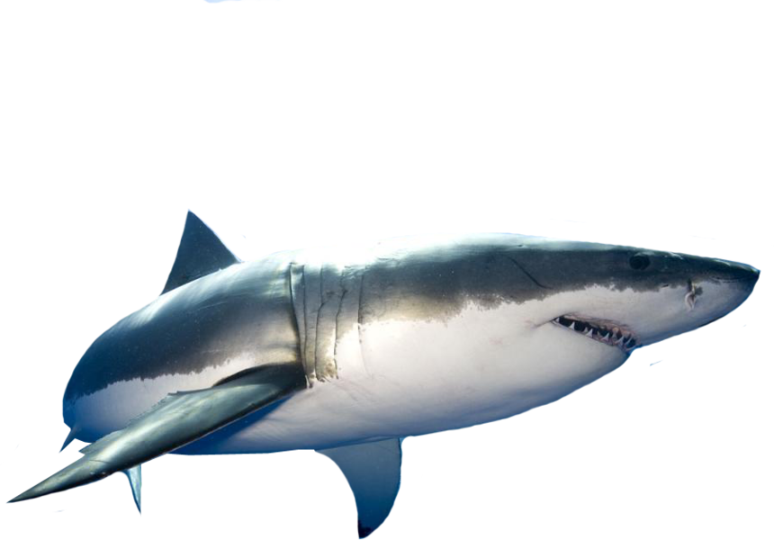 Great White Shark - Great White Shark Png Clipart (860x600), Png Download