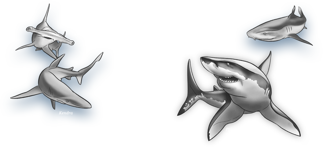 Great White Shark Clipart Outline Tattoo - Great White Shark - Png Download (1057x481), Png Download