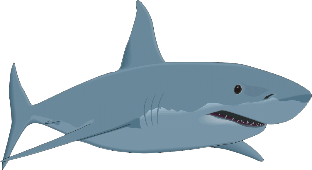 Confessions Of A Great White Shark - Cartoon Great White Shark Clipart (1064x579), Png Download