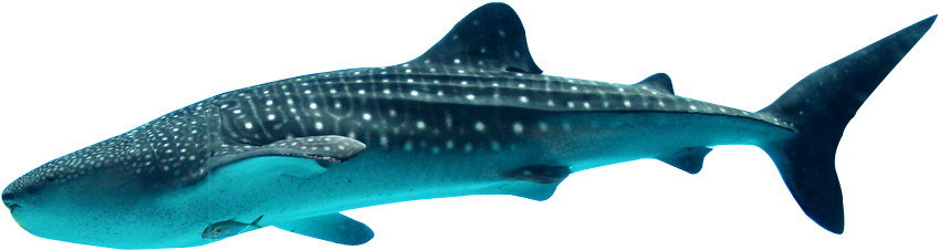 Great White Shark Clipart Whale Shark - Ocean City Whale Shark - Png Download (1000x461), Png Download