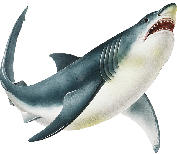 A Shark Always Has A Row Of Smaller Teeth Developing - Shark Png Clipart (600x523), Png Download
