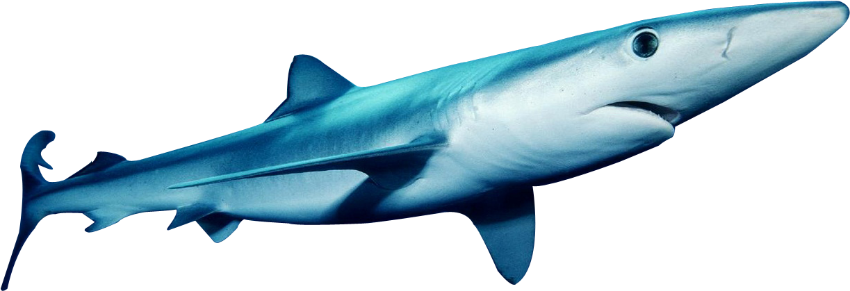 Sharks Png Clipart (1289x859), Png Download