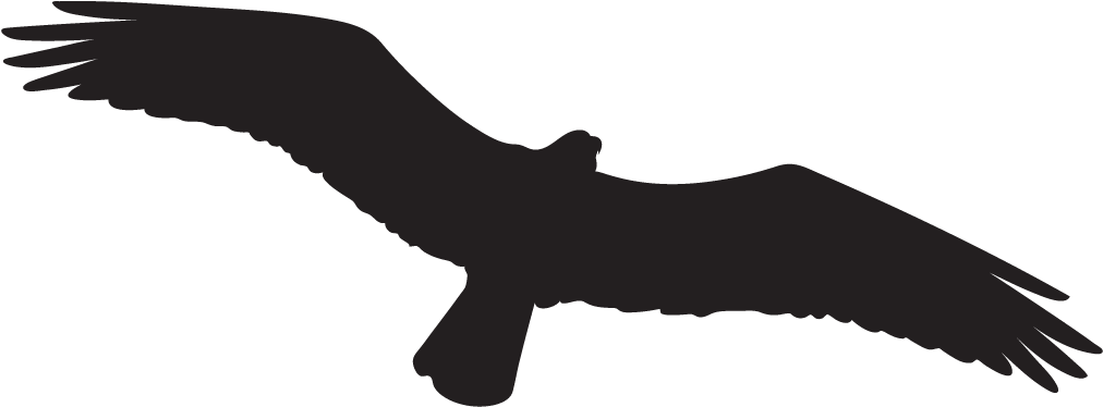 Osprey - Bird Black Transparent Clipart (1024x1024), Png Download