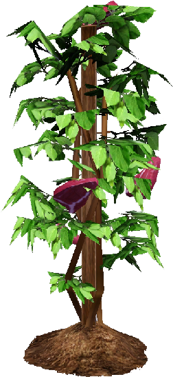 Tomato Plant Png - Houseplant Clipart (800x600), Png Download