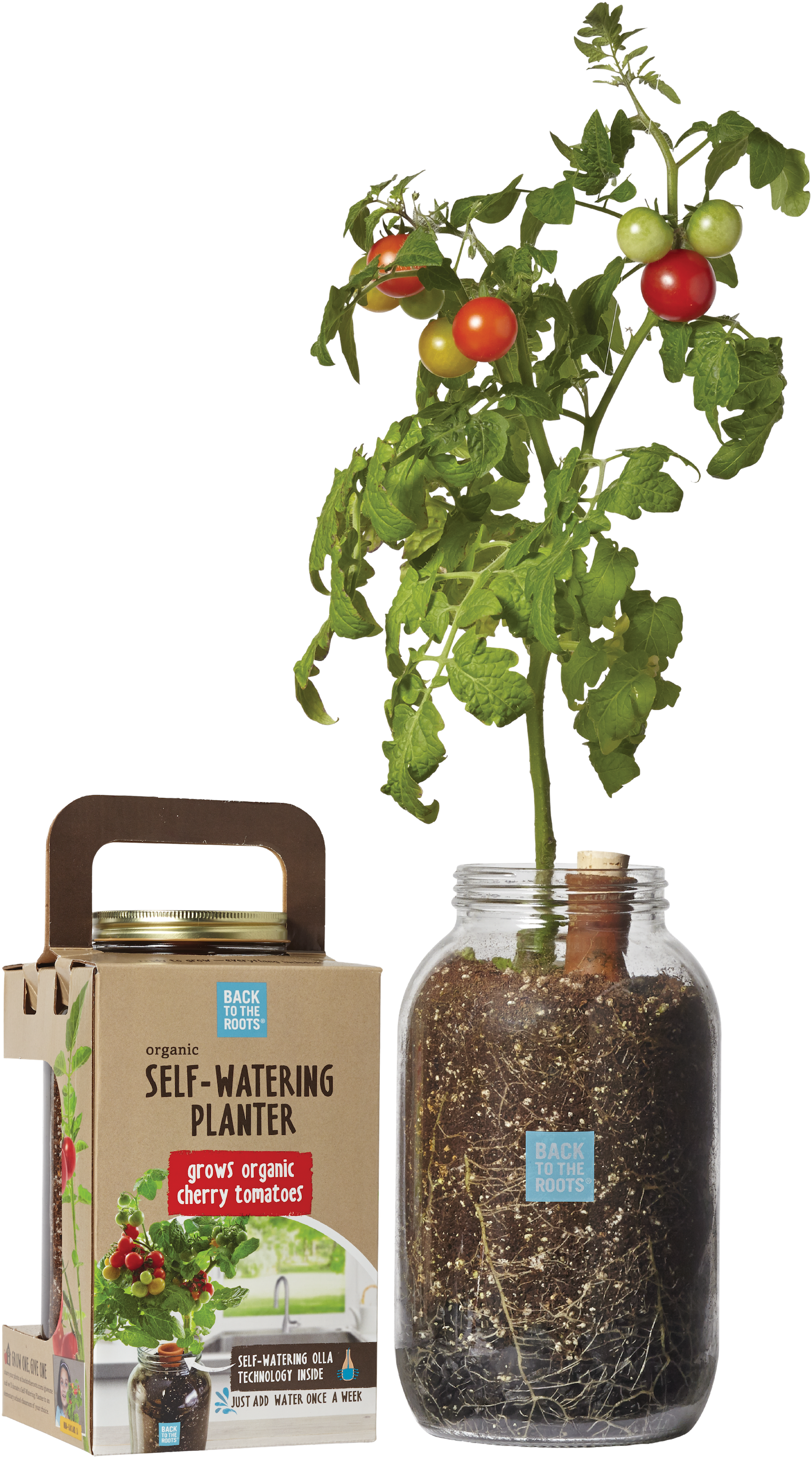 Case Of - Tomato Roots Clipart (2400x3200), Png Download