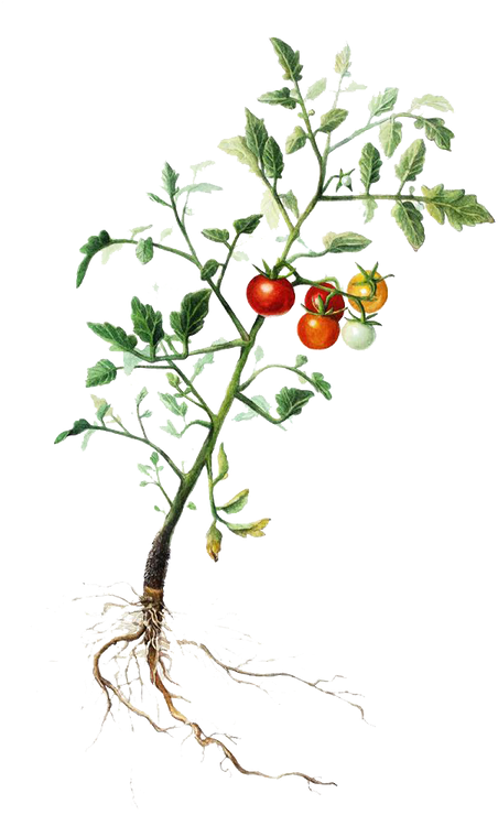 Tomatoplant - Rose Hip Clipart (600x815), Png Download