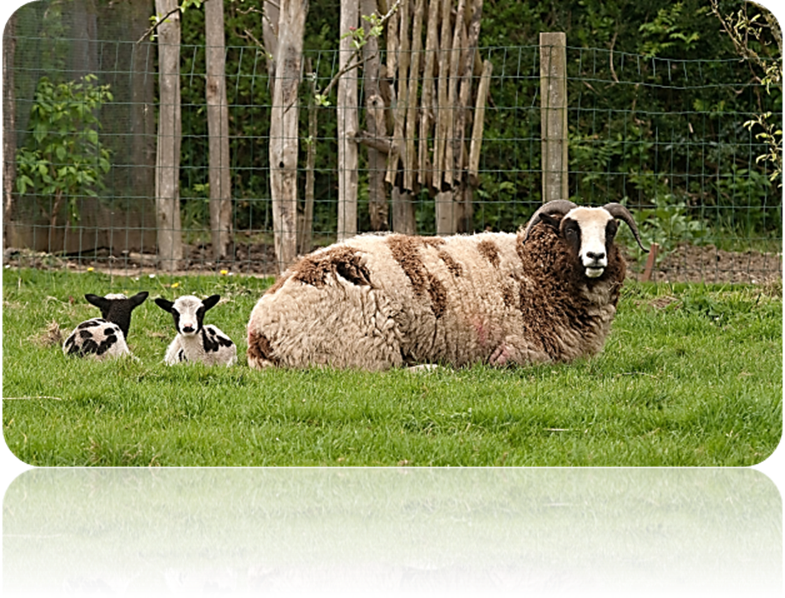 Patriarch S Sheep Discovered Clipart (785x598), Png Download