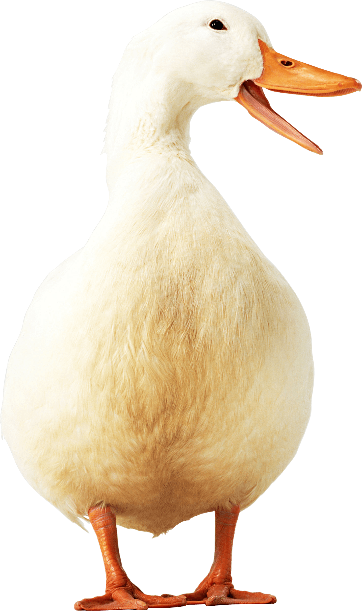 Free Png Goose Png Images Transparent - Boca De Un Pato Clipart (480x810), Png Download