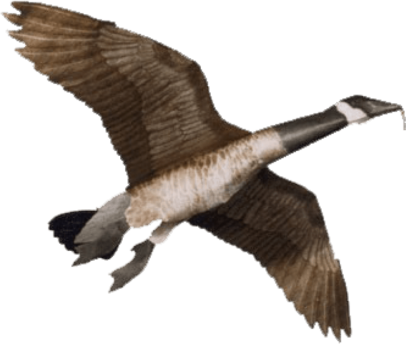 Free Png Download Goose Png Images Background Png Images - Goose Kite Clipart (850x724), Png Download