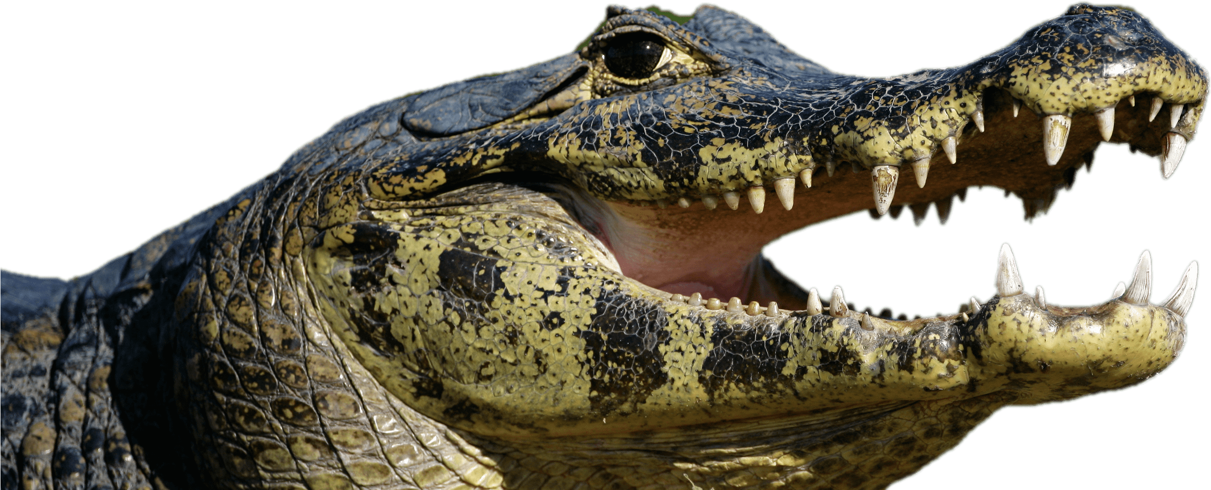 Caiman Open Mouth - Spectacled Caiman Clipart (2433x1072), Png Download