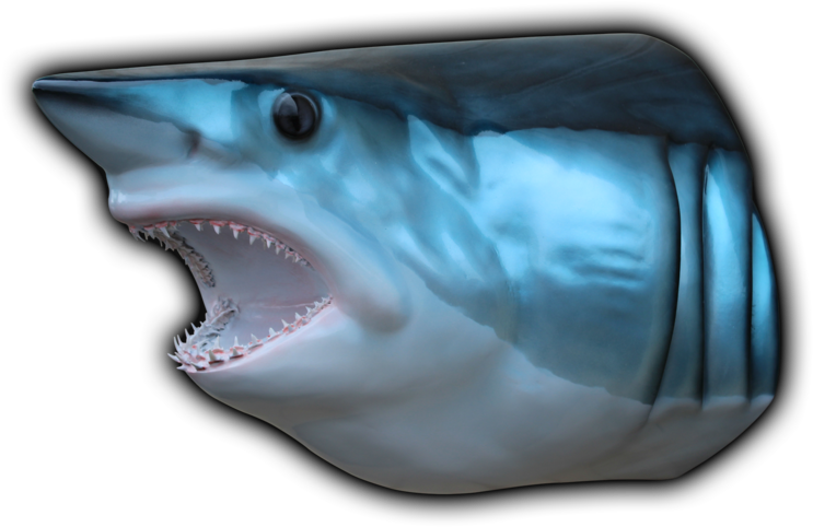 800 X 544 5 - Great White Shark Clipart (800x544), Png Download