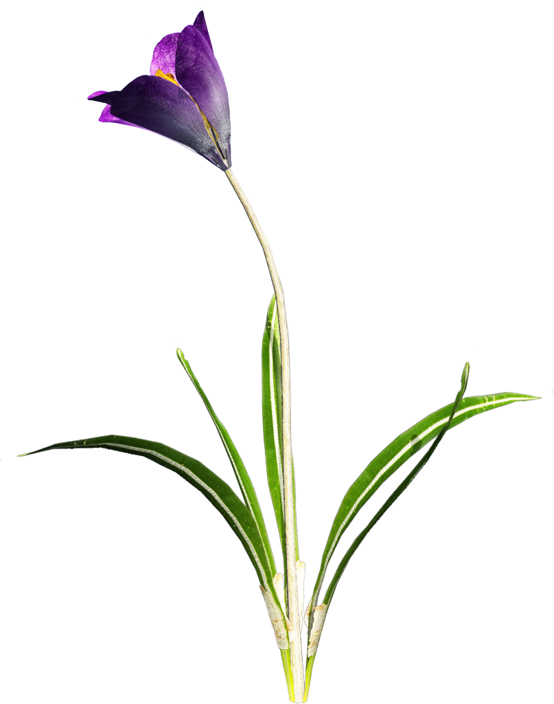 Flower Stem Png Clipart (847x1199), Png Download