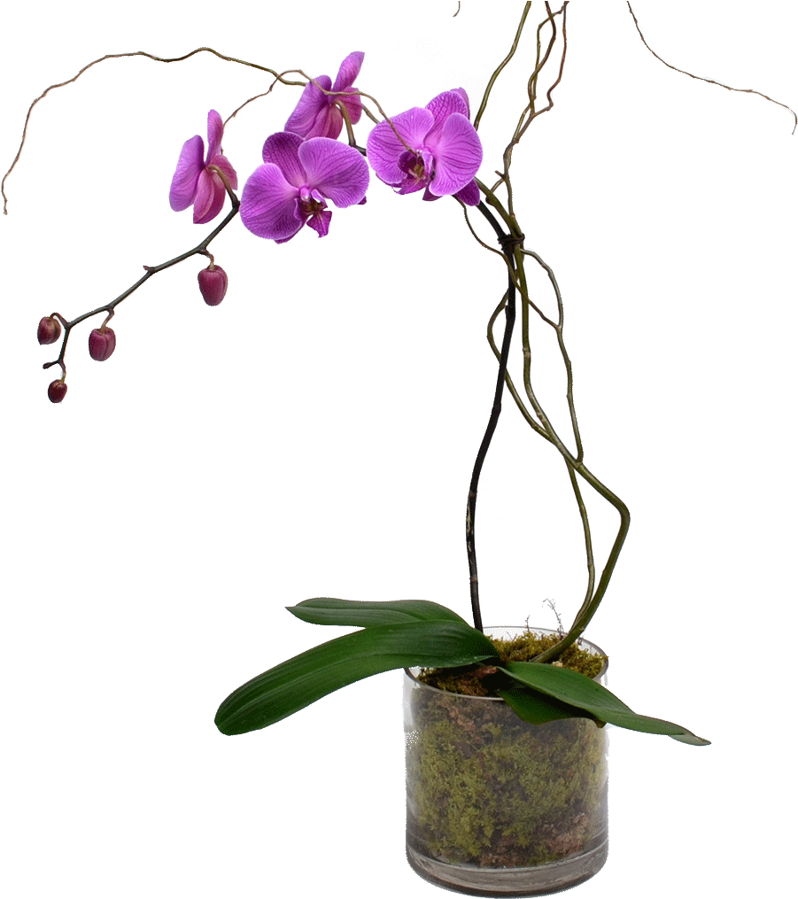 Elegant Single Stem Orchid - Stem Of An Orchid Clipart (1024x1024), Png Download