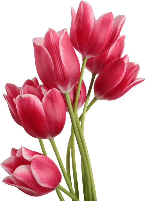 Png Single Flower - Tulip Png Clipart (635x800), Png Download