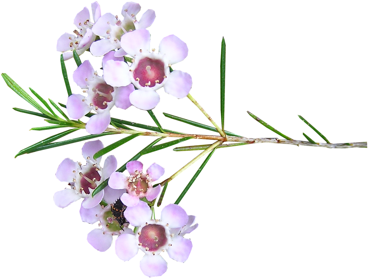 Pictures, Free Photos, Free Images - Wax Flower Transparent Clipart (1280x964), Png Download