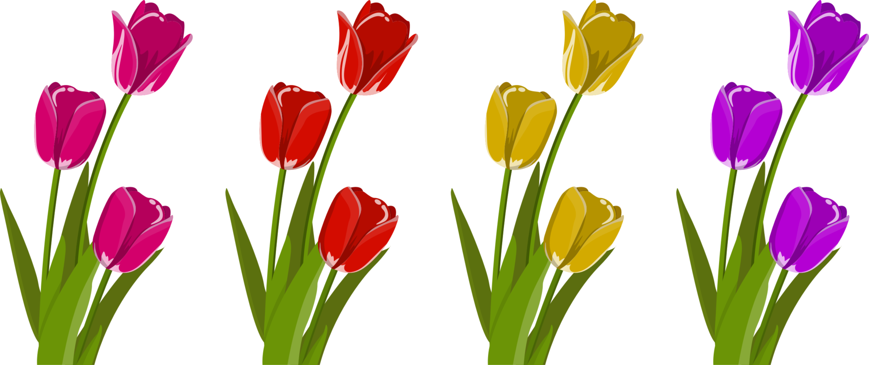 Tulip Cut Flowers Petal Plant Stem - Tulips Svg Clipart (1786x750), Png Download