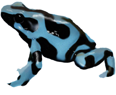 Poison Dart Frog Png Transparent Picture - Poison Dart Frog Png Clipart (640x480), Png Download