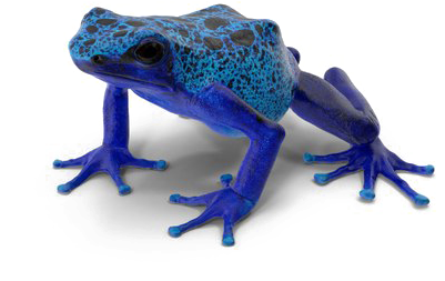 Poison Dart Frog Background Png - Poison Dart Frog Png Clipart (600x600), Png Download