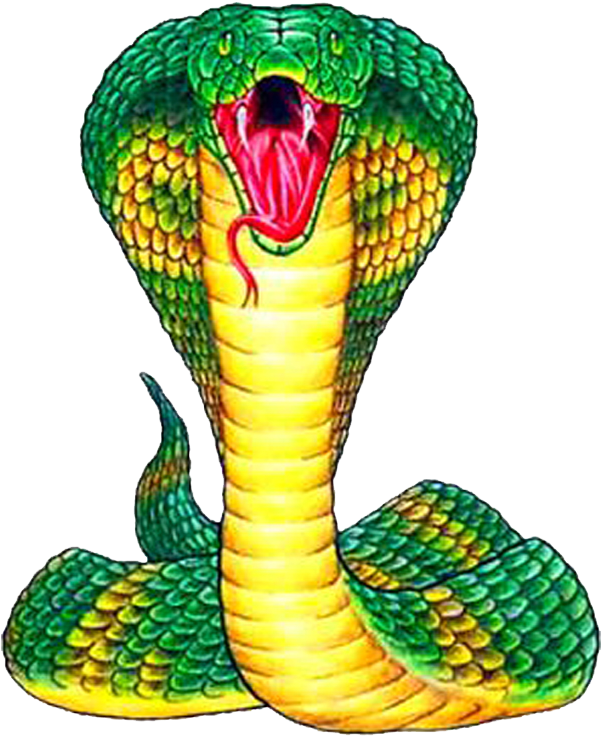 Cobra Snake Art Clipart (600x800), Png Download