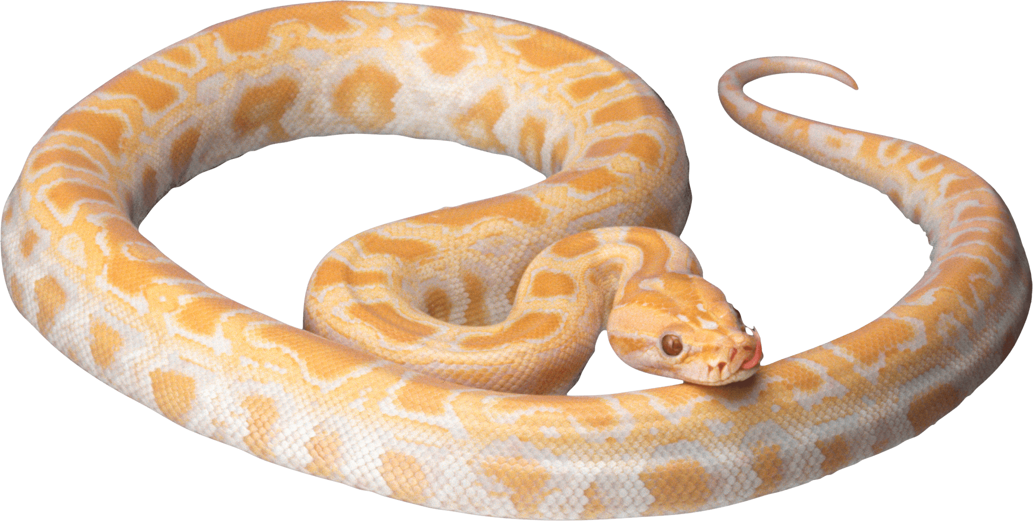 Orange Snake - Snake Transparent Clipart (2120x1069), Png Download