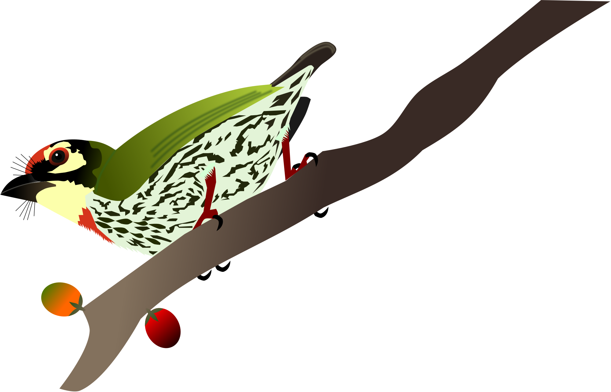 Coppersmith Barbet Clipart (2000x1282), Png Download