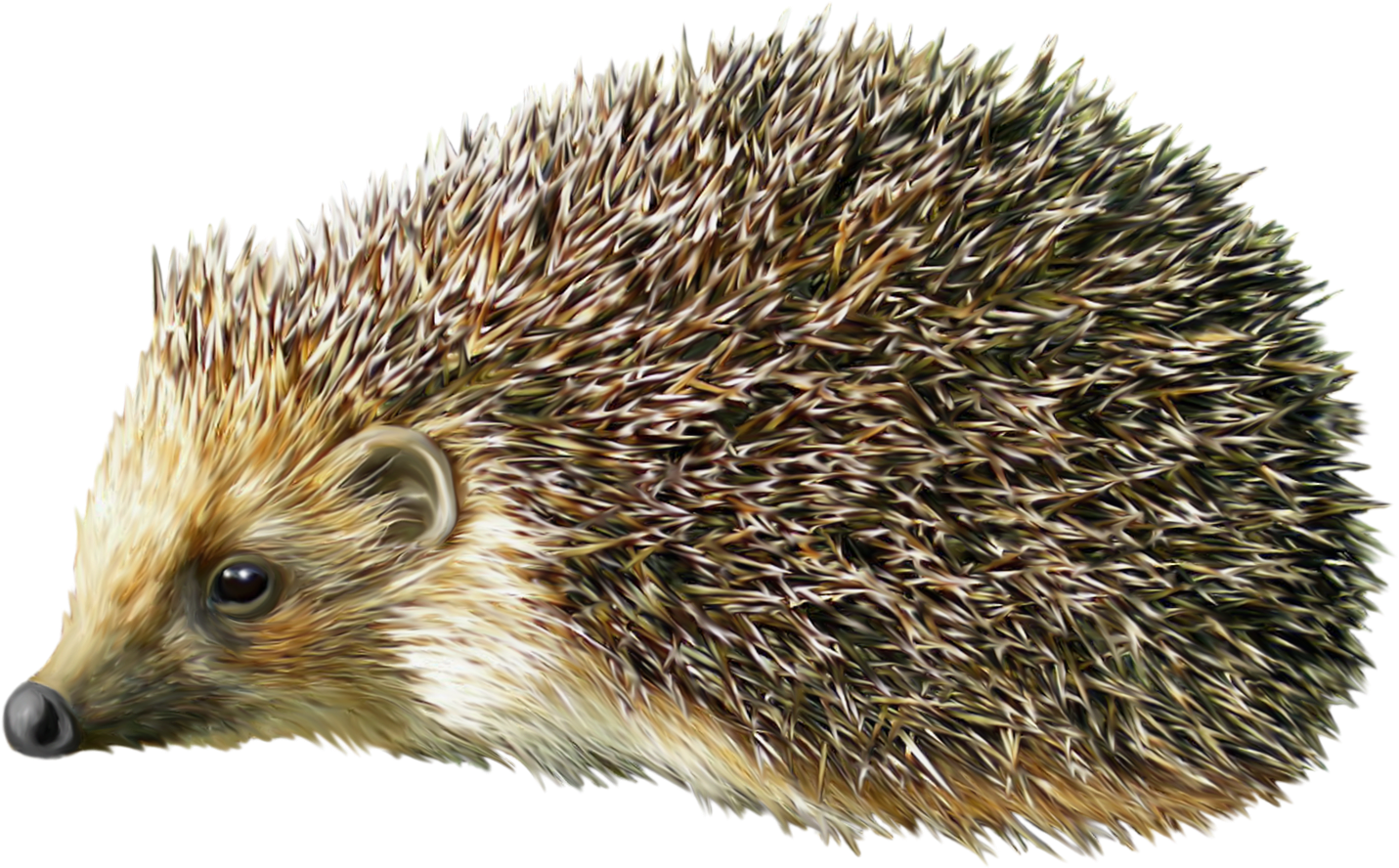 Hedgehog Png Clipart - Png Hedgehog Transparent Png (1452x901), Png Download