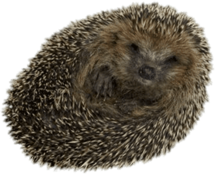 Free Png Download Hedgehog Rolled Up Png Images Background - Hedgehog Spiky Clipart (850x687), Png Download