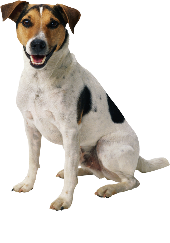 Dog In Sri Lanka Clipart (839x1024), Png Download