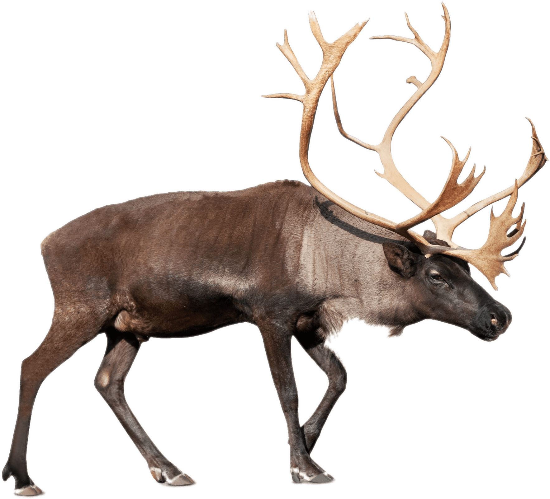 Large Reindeer - Arctic Animal Word Wall Clipart (1920x1721), Png Download