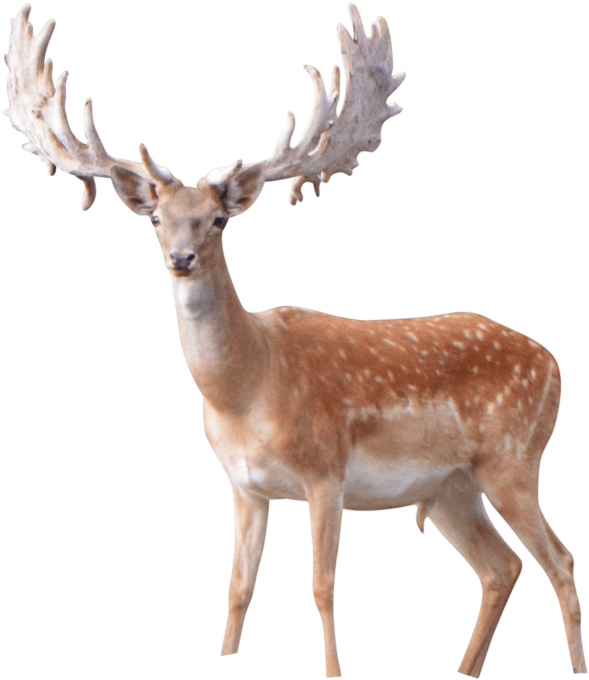 Best Elk Png - Antler Clipart (850x796), Png Download
