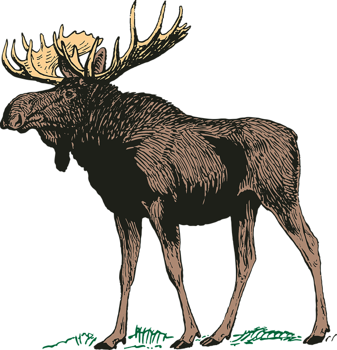 Canadian Moose Png Clipart (693x720), Png Download