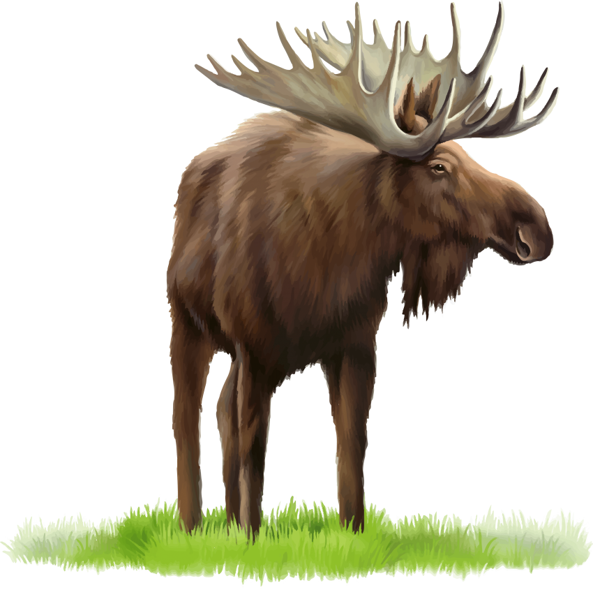 Download Elk Png Images Background - Stock Photography Clipart (850x845), Png Download
